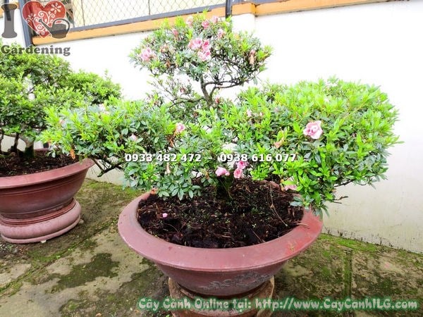 Hoa đỗ quyên bonsai hồng kép nở rộ cao 60cm