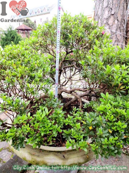 Cây đỗ quyên bonsai hoa hồng cao 65cm Ms 13061 - ILG