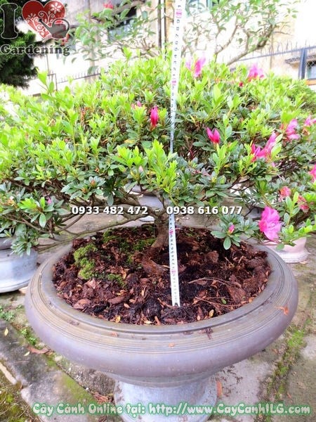 Cây đỗ quyên bonsai hoa hồng đậm Ms 13071 – điểm nhấn phong thủy