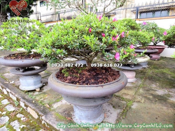 Hoa hồng đậm rực rỡ của cây đỗ quyên bonsai cao 55cm Ms 13071