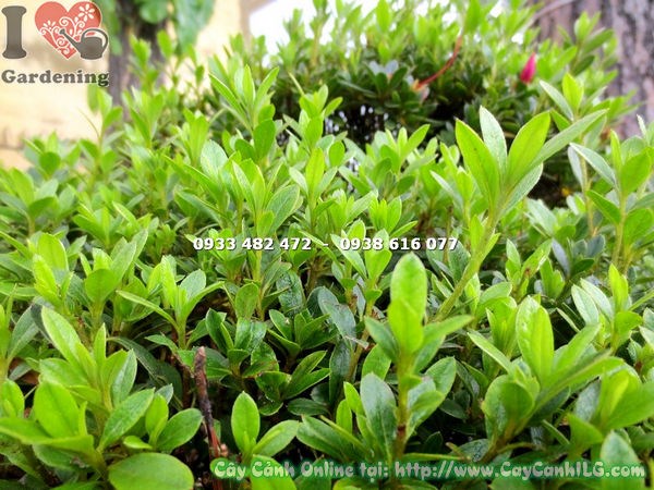 Cây đỗ quyên bonsai hoa hồng đậm 60cm tán đẹp nhìn chính diện