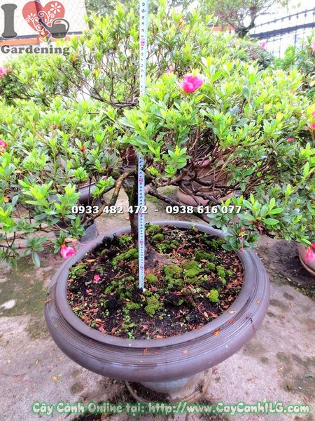 Cây đỗ quyên bonsai hoa hồng đậm cao 75cm Ms 13017 - ILG
