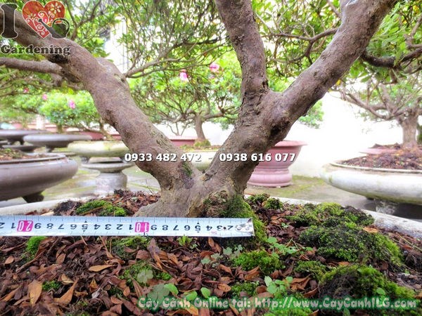 Chi tiết hoa và lá cây đỗ quyên bonsai hoa hồng đỏ cao 70cm