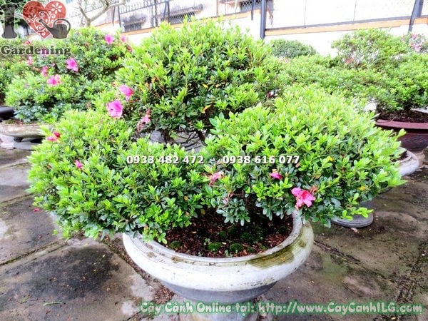 Đỗ quyên bonsai hoa hồng đỏ 70cm trưng bày trang trí không gian
