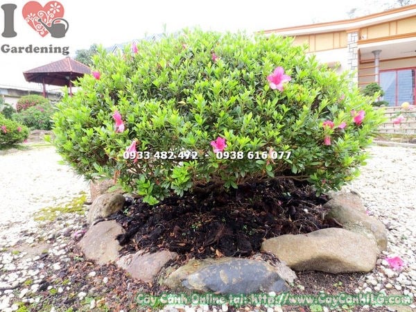 cây đỗ quyên bonsai tán rộng cao 80cm Ms 12987 - ILG