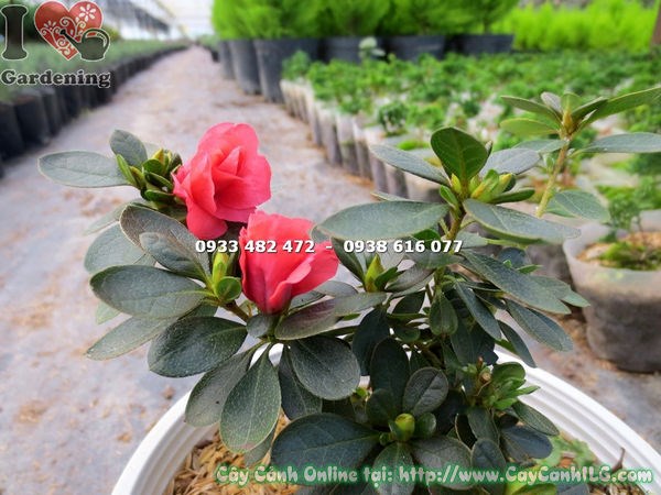 Cây đỗ quyên hoa đỏ cao 12cm – giống cây con khỏe mạnh tại ILG