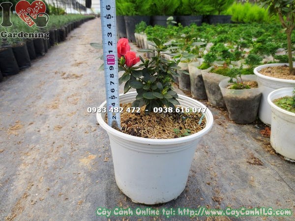 Hoa đỗ quyên đỏ rực rỡ – Ms 16326 tại vườn ILG