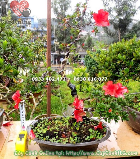 Cây Đỗ Quyên Hoa Đỏ Mini Bonsai 35cm hoa đỏ phong thủy may mắn