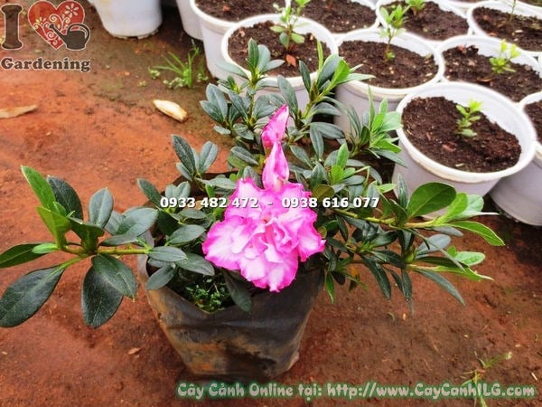 Cây đỗ quyên hoa kép bụi nhỏ trồng chậu trang trí ngoại thất