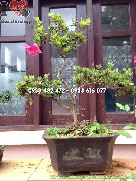 Chăm sóc cây Đỗ Quyên Mini Bonsai đúng cách