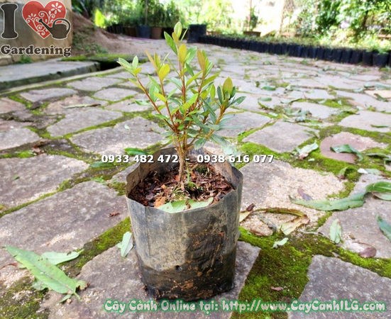 Ý nghĩa phong thủy cây đỗ quyên Phú Quốc – hoa tím may mắn