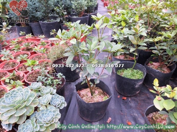 Cây đỗ quyên Úc cao 45cm lá xanh bóng đẹp