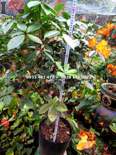 Cây đỗ quyên Úc cao 90cm tán đẹp hoa cam rực rỡ