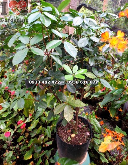 Đặc điểm lá và hoa cây đỗ quyên Úc cao 90cm