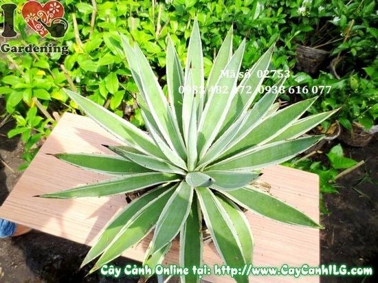 Cắt tỉa cây dứa gai tạo dáng đẹp