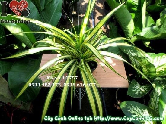 Hình ảnh cây dứa thái 35cm – trồng chậu nội thất và ban công