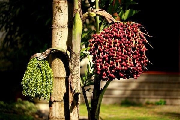 Đặc điểm lá cây đủng đỉnh hình đuôi cá độc đáo