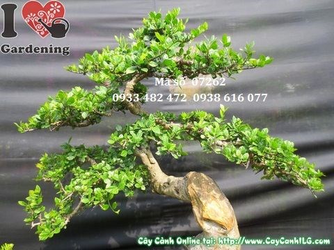 Cây duối bonsai Ms 07262 sau cắt tỉa duy trì dáng đẹp