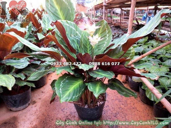 Cây đuôi công lá xanh lớn giống mới cao 50cm – tổng thể cây