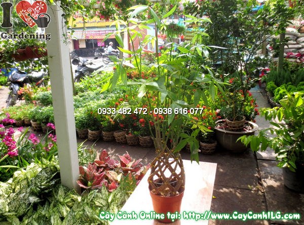 Cây Đuôi Sam – giống mới cao 50cm, lá xanh tươi mướt tại vườn ILG