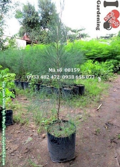 Chăm sóc cây dương giống 80cm sau khi trồng