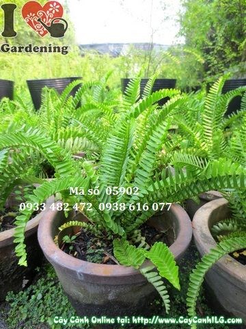 Vườn cây dương xỉ lá me tại ILG
