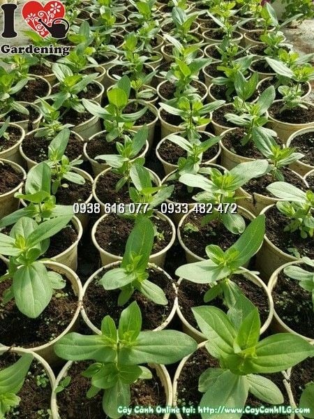 cây duyên cúc giống – ILG caycanhilg.com