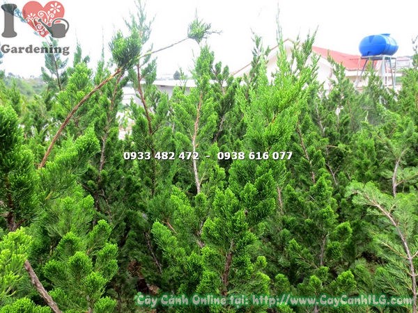 Cây duyên tùng lớn cao 1.2m tán xanh mướt trang trí sân vườn