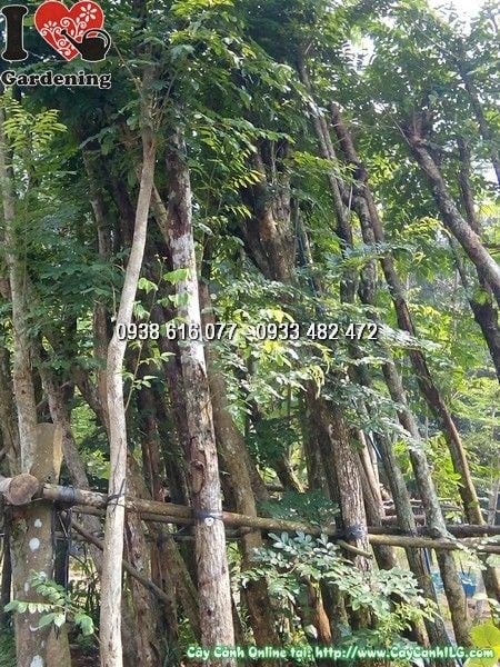 Cây giáng hương cầu gai cao 5m đường kính 20cm – Ms 24724 tại vườn ILG
