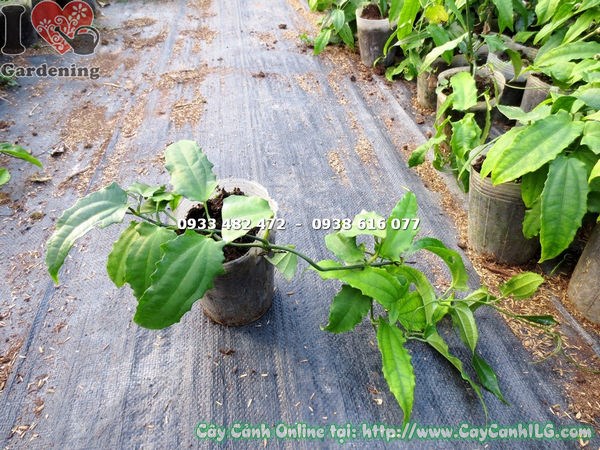 Thân leo cây hàm cọp vàng – giống 40cm khỏe mạnh