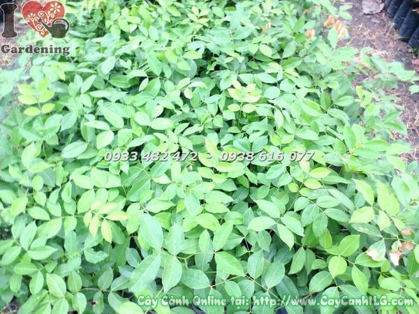 Cây Gõ Đỏ giống cao 60cm – lá non đỏ đặc trưng