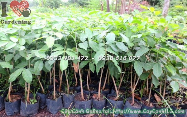Cây Gõ Đỏ giống cao 60cm – cây con khỏe mạnh tại vườn ILG