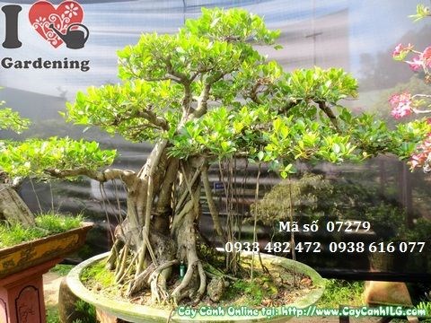 Chăm sóc phòng ngừa sâu bệnh cây gừa núi bonsai