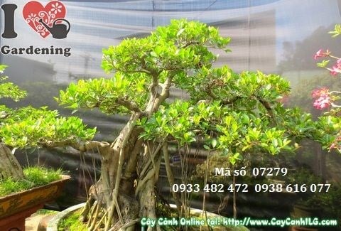 Lộ trình phát triển cây gừa núi bonsai cổ thụ theo thời gian