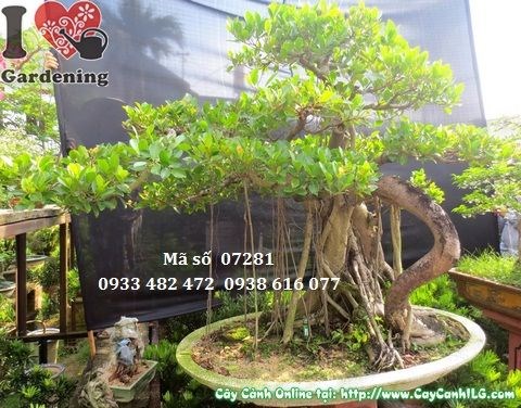 Cắt tỉa tạo dáng cây gừa núi bonsai cổ thụ