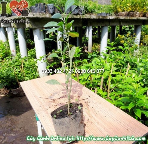 Cây hắc ó – cây thân gỗ nhỏ lá xanh tươi mát dùng làm hàng rào