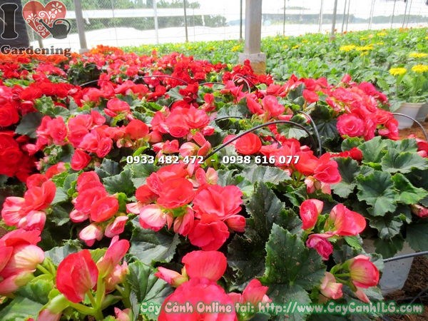 Cây hải đường hoa hồng đỏ 25cm - lá xanh bóng và hoa đỏ tươi