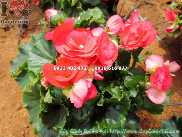 Cây hải đường hoa hồng đỏ cao 25cm - chậu nhỏ gọn trang trí Tết