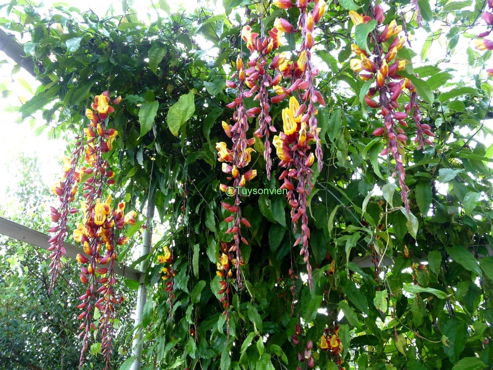 Cây móng cọp vàng leo giàn - cổng nhà đẹp