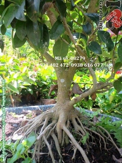 Hoa và lá cây hàm tiếu cao 1,5m - dạ hợp hương
