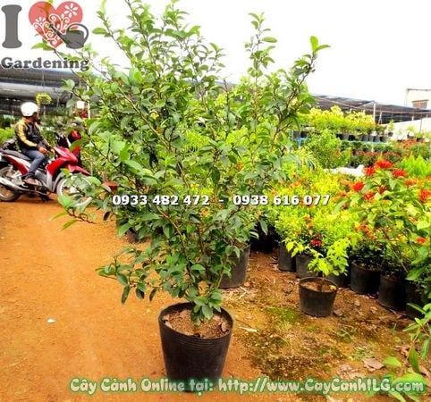 Hoa cây hàm tiếu vàng kem thơm như chuối chín Ms 17605