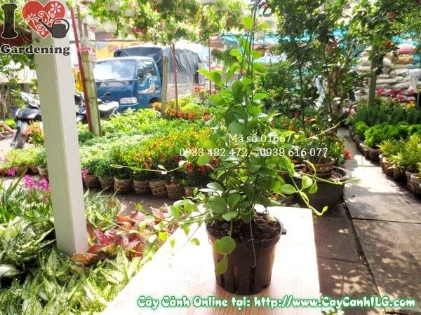 Chăm sóc cây hạt dưa – giâm cành nhân giống