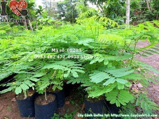 Cây phượng vĩ giống cao 50cm – cây giống trồng công trình