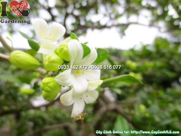 Hoa cây quý bonsai cổ thụ đẹp thơm ngát