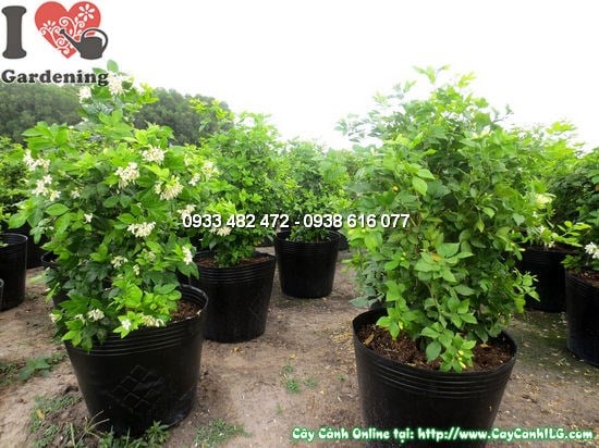 Chăm sóc cây Quý (Nguyệt Quế) cao 0,6m – tưới nước, ánh sáng, cắt tỉa