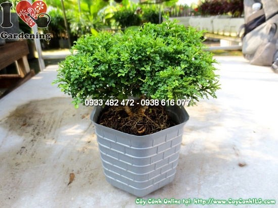 Cây quý lá nhí Ms 12420 - tán lá xanh dày đẹp