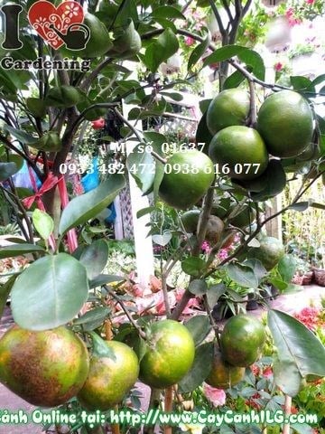Cây quýt trái Ms 01637 sai trái vàng rực