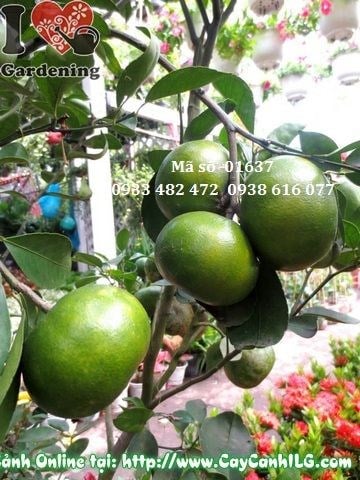 Cây quýt trái cao 1m5 trồng sân vườn