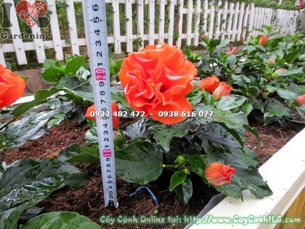 Cây râm bụt thái hoa cam – hướng dẫn cắt tỉa tạo dáng