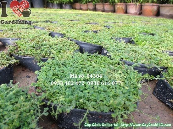 thảm rêu phủ chậu bonsai sân vườn đẹp